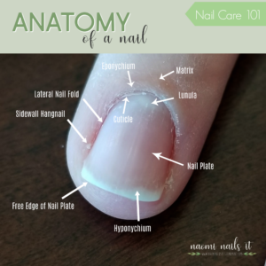 Nail Anatomy And Why You Should Know It