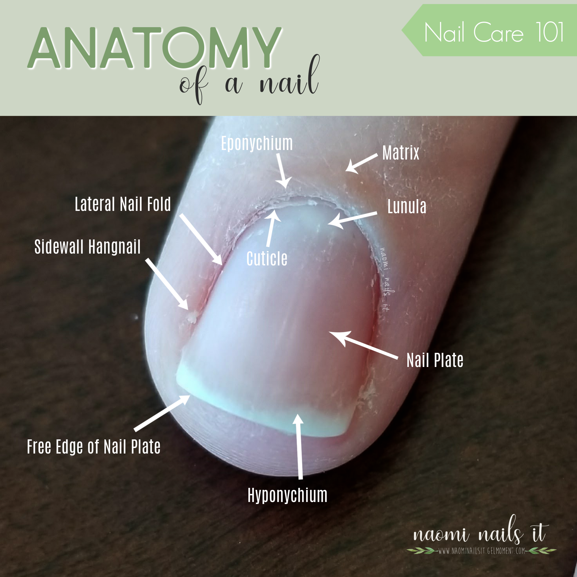 Nail Anatomy (and Why You Should Know It)